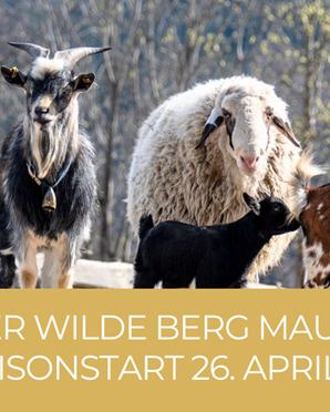 Freizeittipp für die Hochsteiermark: Der Wildtierpark Wilder Berg Mautern - familienausflug.info