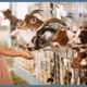 Petting, feeding, riding: ADVENTURE FARMS FOR CHILDREN 🐴🐮 - familienausflug.info