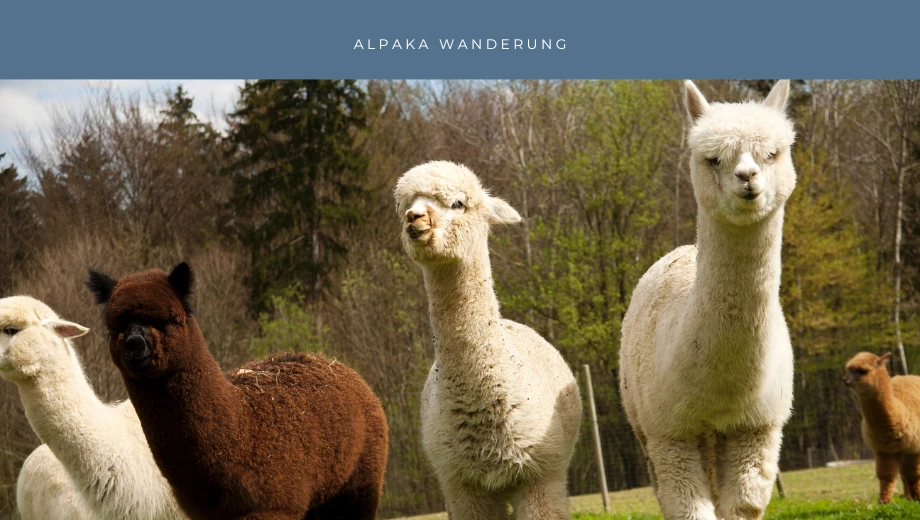 Escursione con gli alpaca