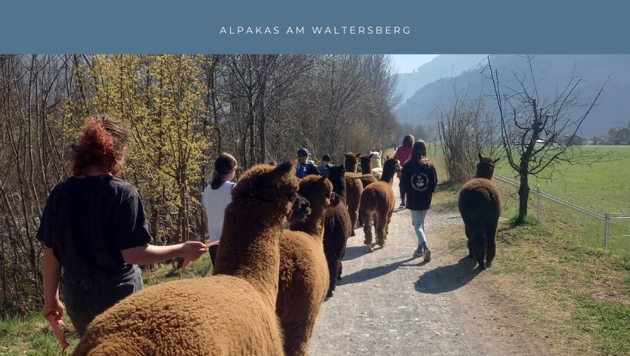 Alpakas am Waltersberg