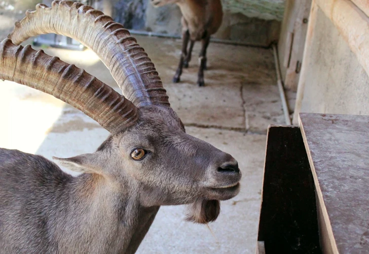 Bild von Steinbock im Wildpark Feldkirch