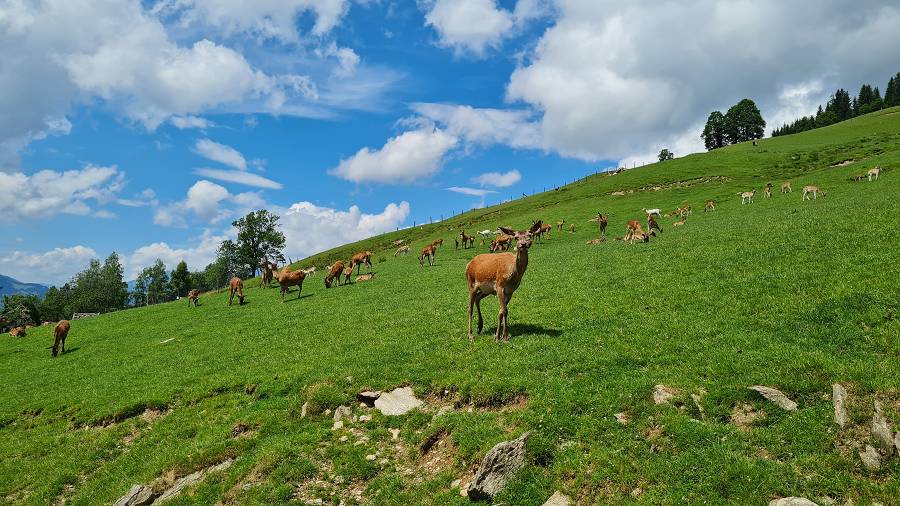 Wildtiere im Tierpark Aurach
