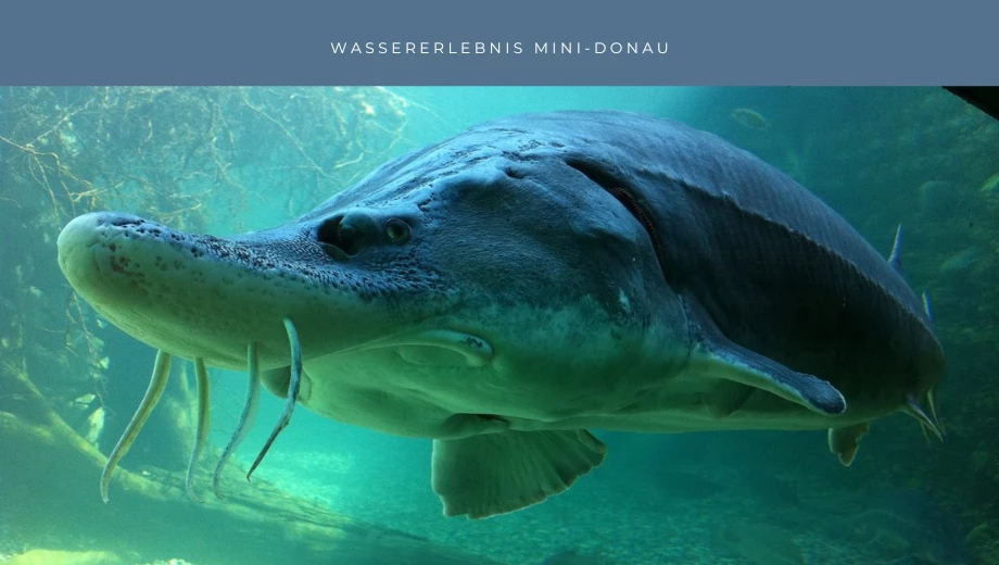 Mini esperienza sull'acqua del Danubio