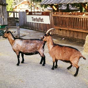 Ausfl&uuml;ge mit Tieren