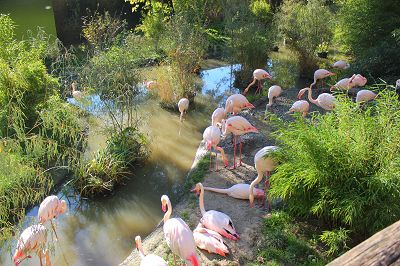 Flamingos im Zoo Salzburg