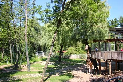 Giraffe im Zoo Schmiding bei der F&uuml;tterungsstelle