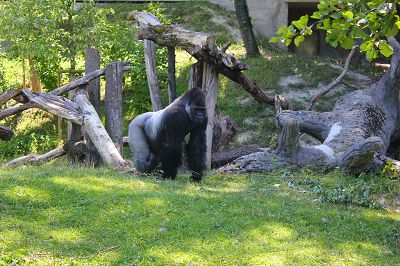 Gorilla im Zoo Schmiding