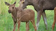 Moose and reindeer farm