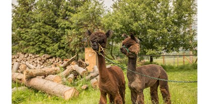 Ausflug mit Kindern - Themenschwerpunkt: Tiere - Alpakas am Einberghof - Einberghof mit Alpakawanderungen