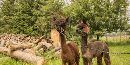 Ausflug mit Kindern - Themenschwerpunkt: Tiere - Einberghof mit Alpakawanderungen