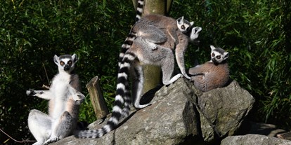 Ausflug mit Kindern - Ausflugsziel ist: ein Zoo - Hirschbach im Mühlkreis - Zoo Linz