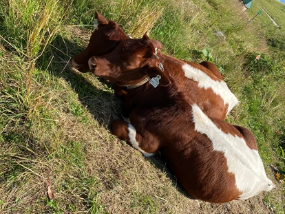 Ausflug mit Kindern - Witterung: Bewölkt - Österreich - Kühe neben dem Weg... es sind alle Tiere eingezäunt  - Geisterberg