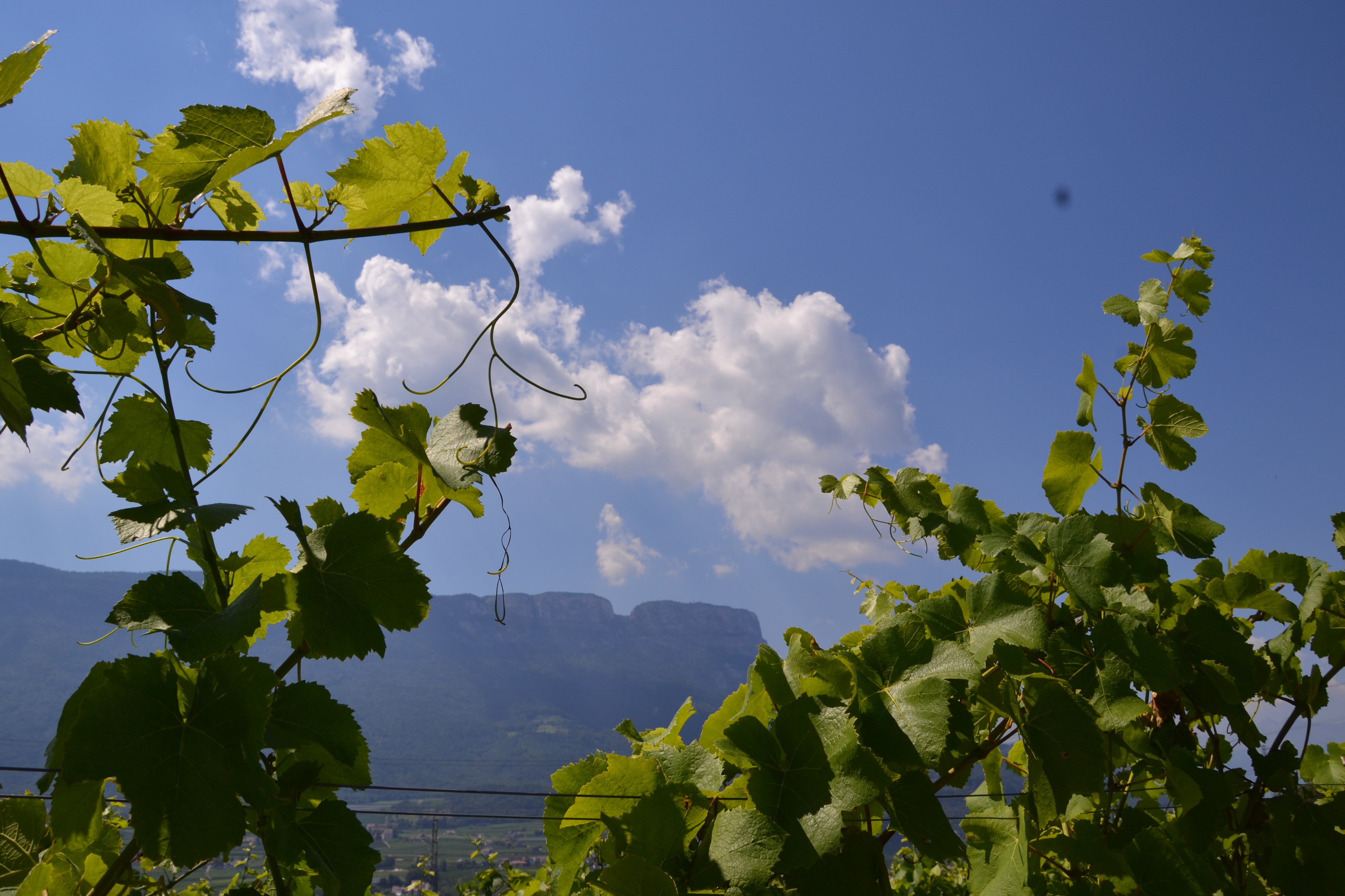 Destination d'excursion - Natur- und Weinlehrpfad Girlan