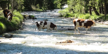 Trip with children - Themenschwerpunkt: Tiere - Gais (Trentino-Südtirol) - Wanderung Kraft des Wassers