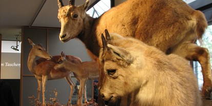 Ausflug mit Kindern - Ausflugsziel ist: ein Museum - Andeer - Bündner Naturmuseum