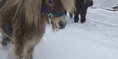 Ausflug mit Kindern - Umgebungsschwerpunkt: Wald - Disentis/Mustér - Ponys Winter - mypony