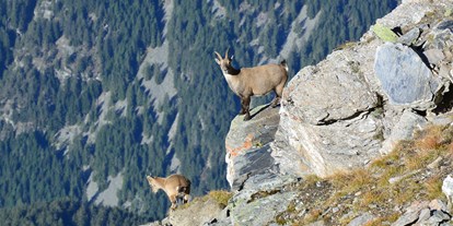 Ausflug mit Kindern - Graubünden - Steingeiss und Kitz im Naturpark Beverin - Wildtierbeobachtungspunkte Alperschälli