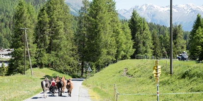 Ausflug mit Kindern - öffentliche Verkehrsmittel - Graubünden - die Pferde kommen von der Nachtweide  in den Stall - Stalla Chapella / Bogenparcours Engadin