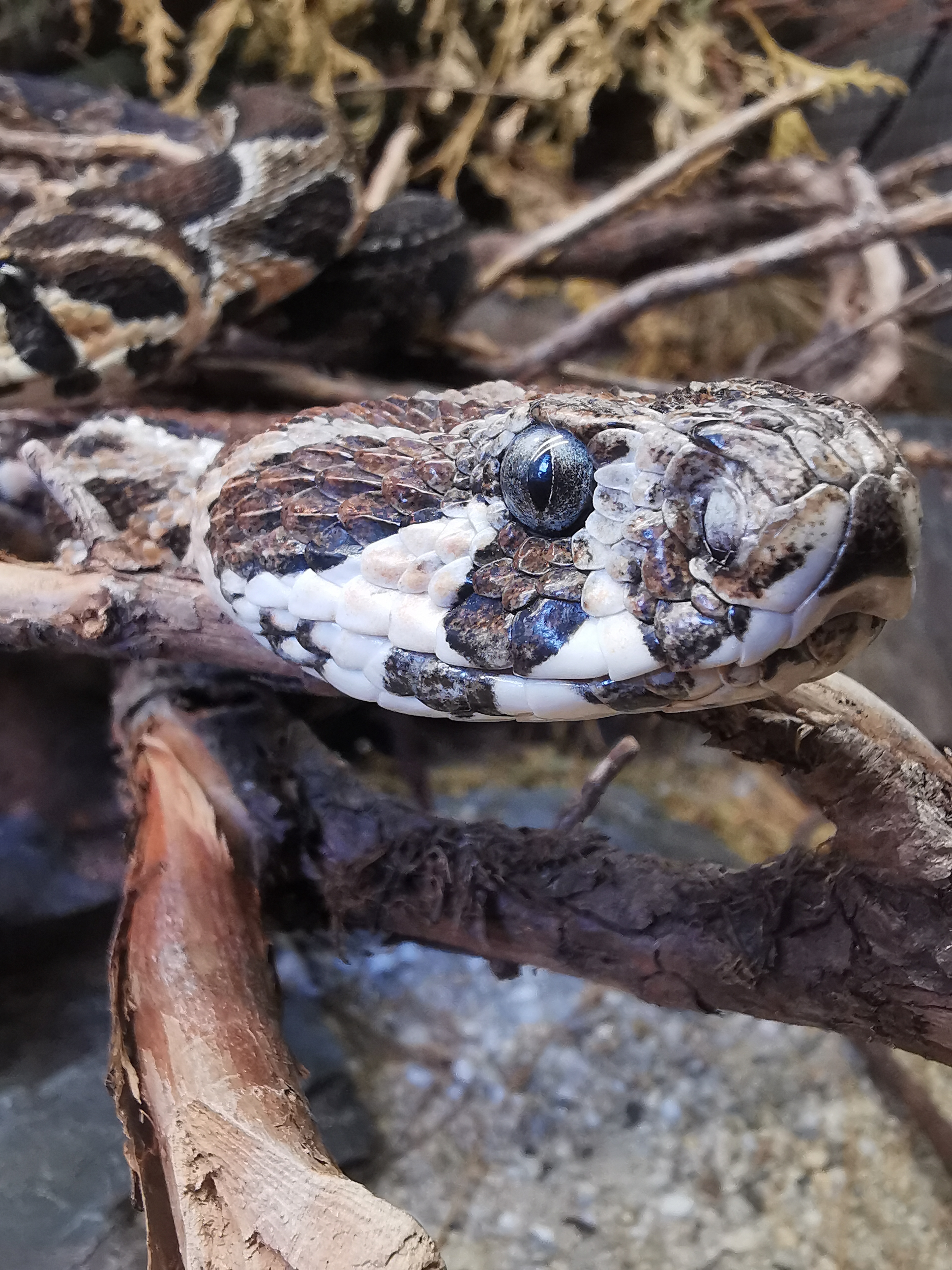 Ausflug mit Kindern: Reptilienzoo Nockalm