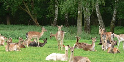 Ausflug mit Kindern - Ausflugsziel ist: ein Tierpark - Altenahr - Hochwildpark Rheinland
