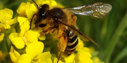 Ausflug mit Kindern - Ausflugsziel ist: eine Wanderung - Mühltal (Überackern) - Wildbienen am Bienenerlebnisweg - Bienenerlebnisweg
