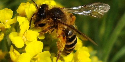 Ausflug mit Kindern - Witterung: Wechselhaft - PLZ 5204 (Österreich) - Wildbienen am Bienenerlebnisweg - Bienenerlebnisweg