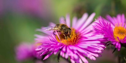 Ausflug mit Kindern - Witterung: Schönwetter - Karneid - Bienenlehrpfad Steinegg - Bienenlehrpfad Karneid
