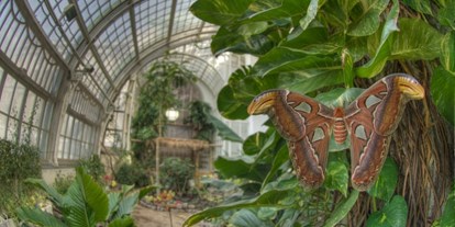 Ausflug mit Kindern - Ausflugsziel ist: ein Museum - Wien Döbling - Schmetterlingshaus im Burggarten