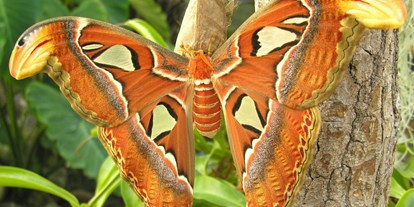 Ausflug mit Kindern - Ausflugsziel ist: ein Zoo - Wien Döbling - Atlas Attacus - Schmetterlingshaus im Burggarten
