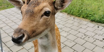 Ausflug mit Kindern - Themenschwerpunkt: Tiere - PLZ 96337 (Deutschland) - Erlebnispark Märchenwald Saalburg