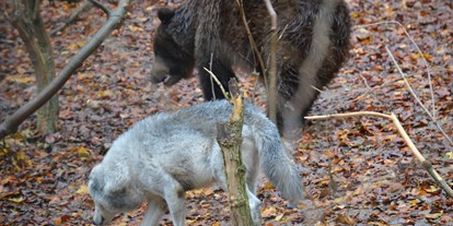 Ausflug mit Kindern - Themenschwerpunkt: Entdecken - Rohrberg (Eichsfeld) - Alternativer Bärenpark® Worbis