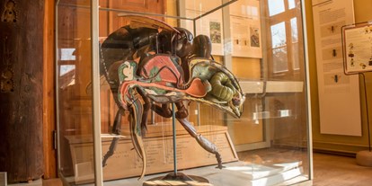 Ausflug mit Kindern - Rastenberg (Landkreis Sömmerda) - Ausstellung - Biologie der Biene - Deutsches Bienenmuseum