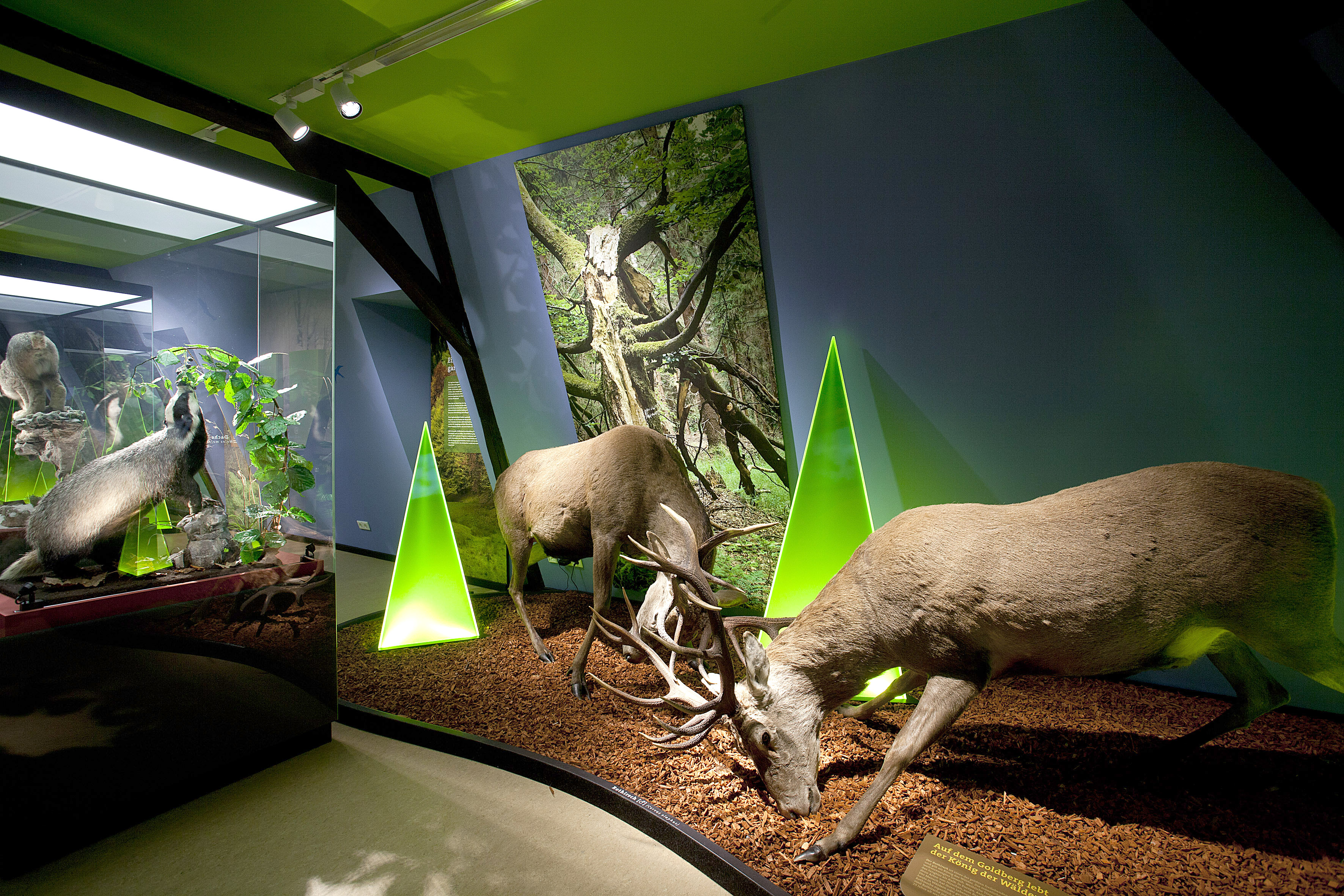 Destination d'excursion - Haus der Natur Goldisthal