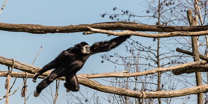 Ausflug mit Kindern - Bad: Badesee - Gibbon  - Der Dinosaurierpark - Ferienpark Germendorf