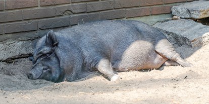 Ausflug mit Kindern - Oberkrämer - Schwein - Haus Natur und Umwelt