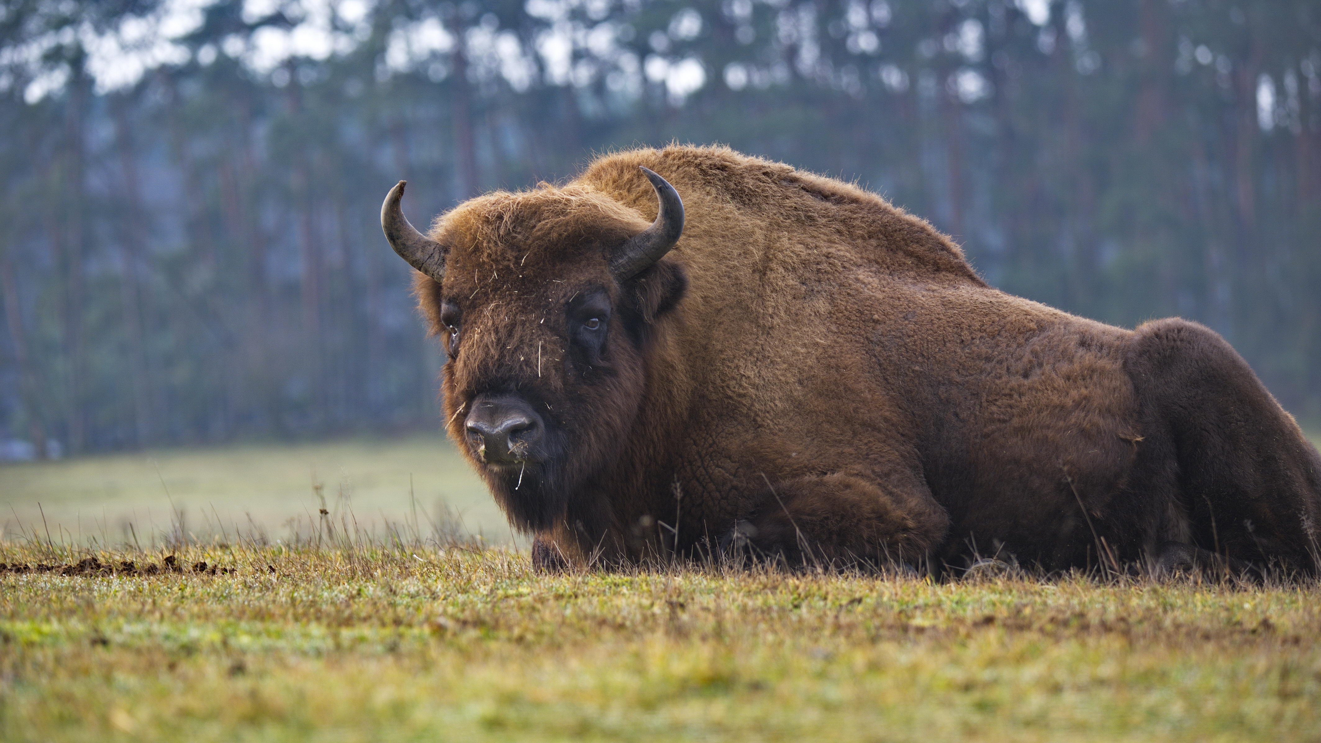Excursiebestemming - Wildpark Schorfheide
