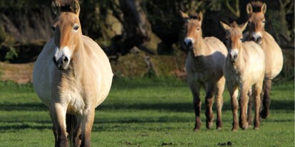 Ausflug mit Kindern - Alter der Kinder: über 10 Jahre - Barnimer Land - Wildpferdgehege und Haustierpark Liebenthal