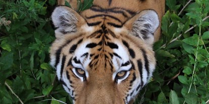 Ausflug mit Kindern - Wriezener Höhe - Sibirischer Tiger - Zoo Eberswalde