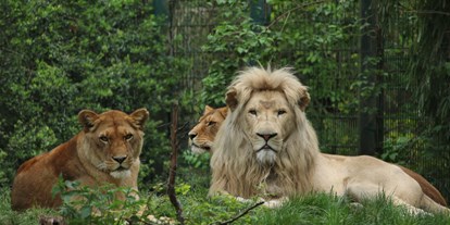 Ausflug mit Kindern - barrierefrei - Angermünde - Afrikanische Löwen - Zoo Eberswalde