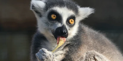 Trip with children - Brandenburg - Lemur Katta - Zoo Eberswalde