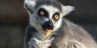 Ausflug mit Kindern - barrierefrei - Angermünde - Lemur Katta - Zoo Eberswalde