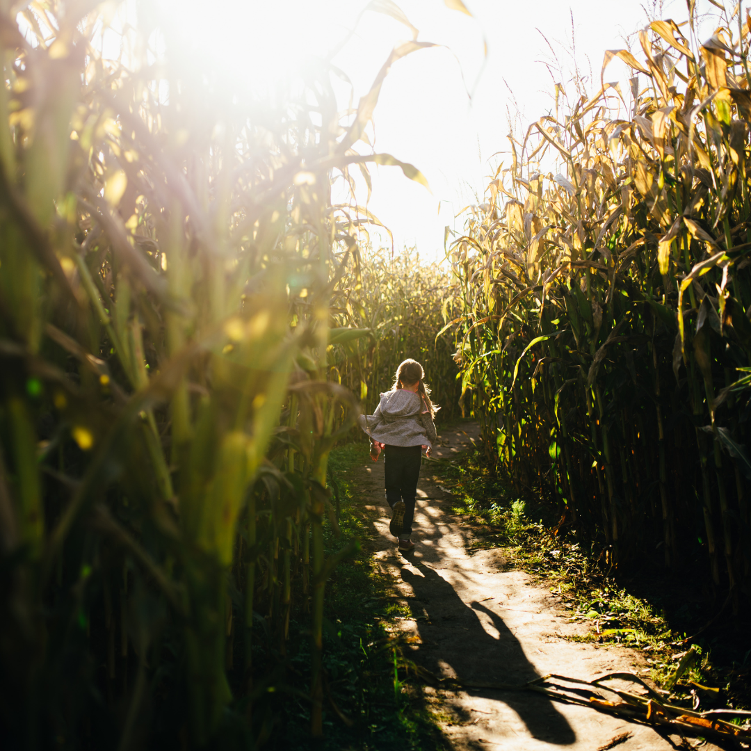 Ausflugsziel - Symbolbild für Ausflugsziel Maislabyrinth Liederbach. Keine korrekte oder ähnlich Darstellung! - Maislabyrinth Liederbach