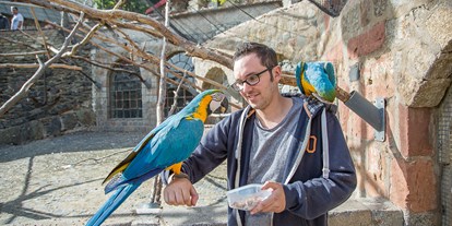 Ausflug mit Kindern - Alter der Kinder: 1 bis 2 Jahre - Hünstetten - Besucher der Vogelburg können direkten Kontakt zu den Papageien in den großen Freiflugvolieren haben. - Vogelburg
