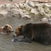 Destination - Braunbärenpaar Balu und Onni - Naturzentrum Wildpark Knüll