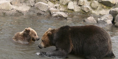 Ausflug mit Kindern - Ausflugsziel ist: ein Streichelzoo - Deutschland - Braunbärenpaar Balu und Onni - Naturzentrum Wildpark Knüll