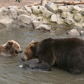 Ausflugsziel - Braunbärenpaar Balu und Onni - Naturzentrum Wildpark Knüll
