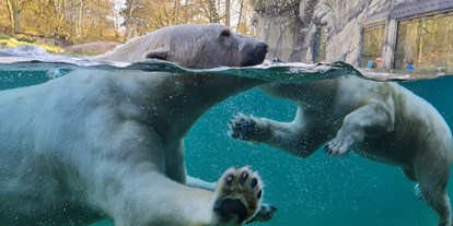 Ausflug mit Kindern - Pölchow - Die Eisbären  - Zoo Rostock