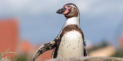 Ausflug mit Kindern - Ausflugsziel ist: eine Sehenswürdigkeit - Mecklenburg-Vorpommern - Der Pinguin "Alexandra" ist einer von vielen Humboldt-Pinguinen auf der Dachterrasse des OZEANEUMs - OZEANEUM Stralsund