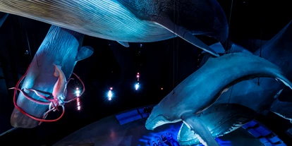 Ausflug mit Kindern - erreichbar mit: Bus - Deutschland - Die Ausstellung "1:1 Riesen der Meere" zeigt lebensechte Modelle einiger der größten Meeresbewohner - OZEANEUM Stralsund