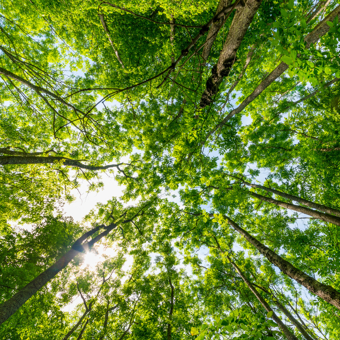 Destinazione dell'escursione - Symbolbild für Ausflugsziel Waldmuseum Lütt Holthus. Keine korrekte oder ähnlich Darstellung! - Waldmuseum Lütt Holthus